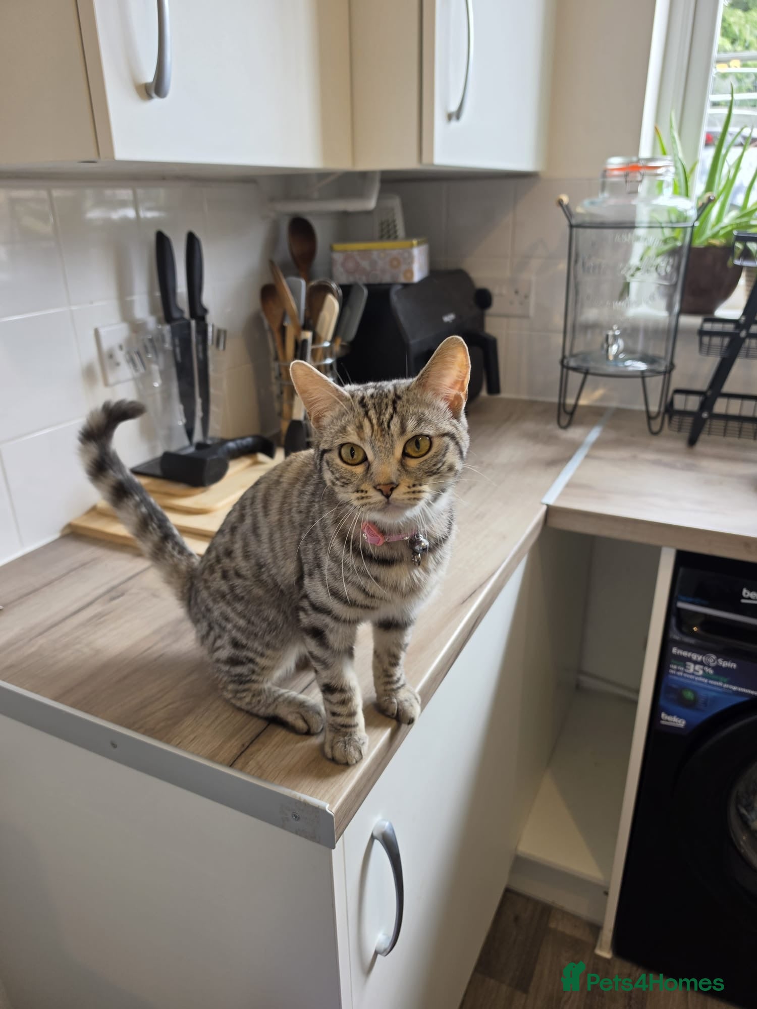 Mixed Breed cats Bengal cross and British short haired  - Advert 1