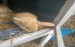 French Lop rabbits for sale: French lop babies - Image 2