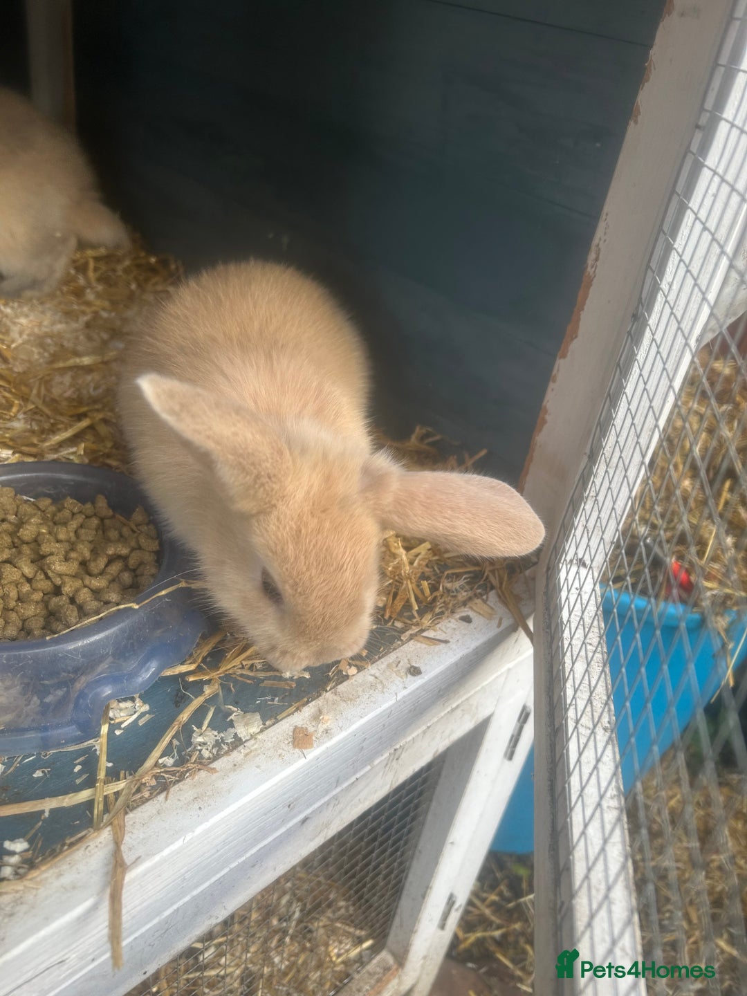 French Lop rabbits for sale: French lop babies - Image 2