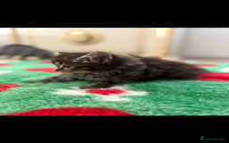 Mixed Breed cats for sale: Beautiful kittens for sale  - Image 2