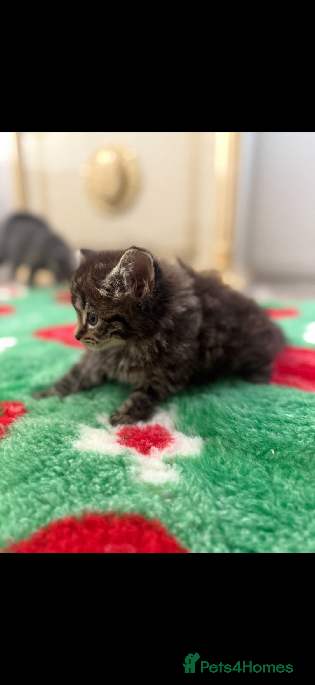 Mixed Breed cats for sale: Beautiful kittens for sale  - Image 2