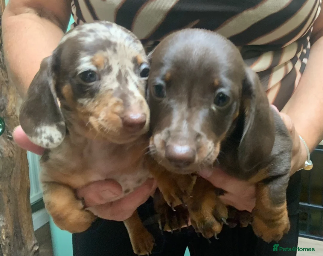 Miniature Dachshund dogs for sale: Funny happy miniature dachshund puppies - Advert 2