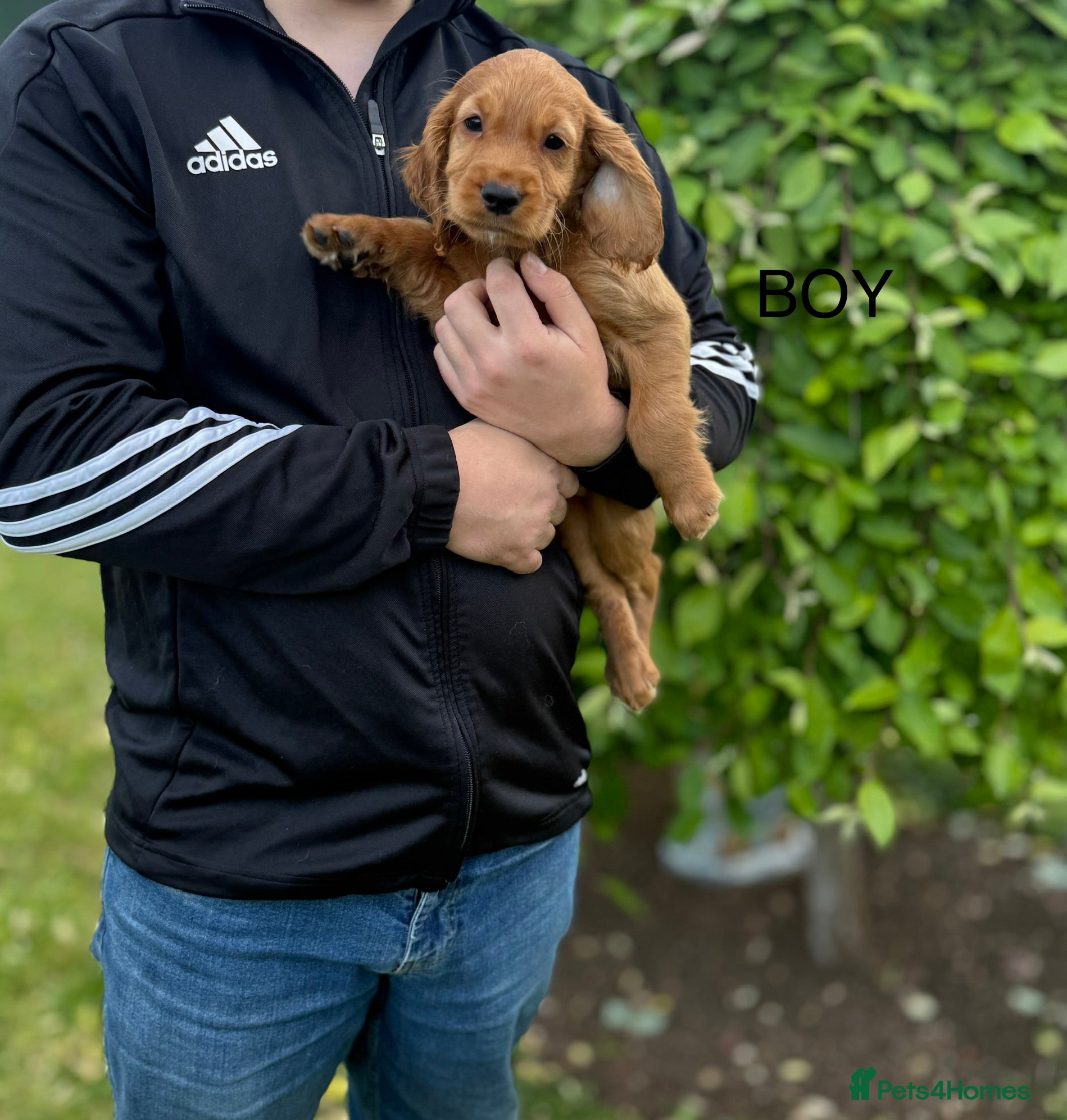 Cocker Spaniel Puppy 3