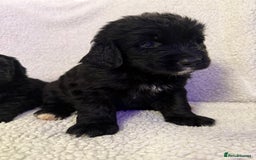 Bernedoodle dogs for sale: Bernedoodle puppies  - Advert 17