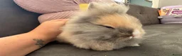 Lionhead rabbits for sale:  Double mane fluffy lion head  - Advert 10