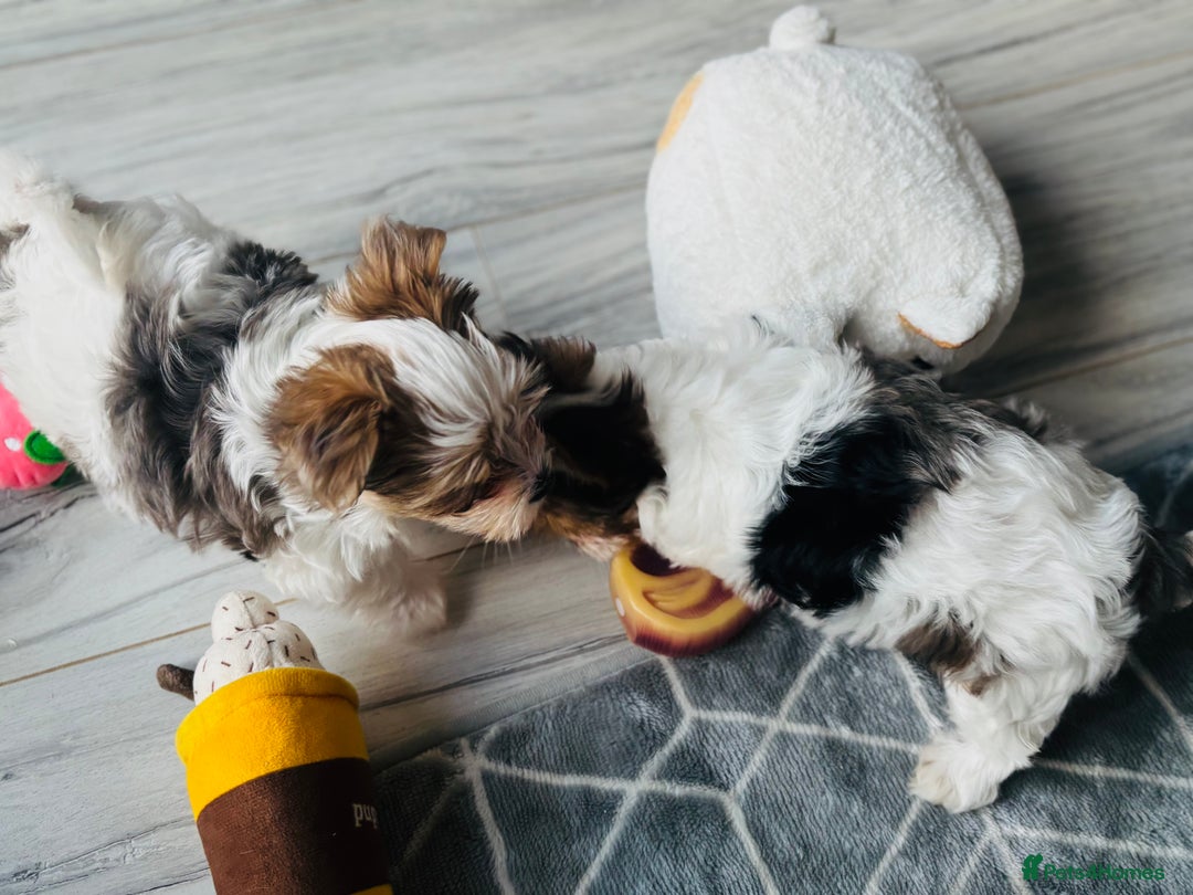 Yorkshire Terrier dogs for sale: ❤️Beautiful blue eyed Yorkshire terrier puppies❤️ - Advert 10