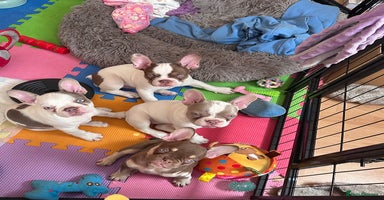 French Bulldog dogs - Advert 3