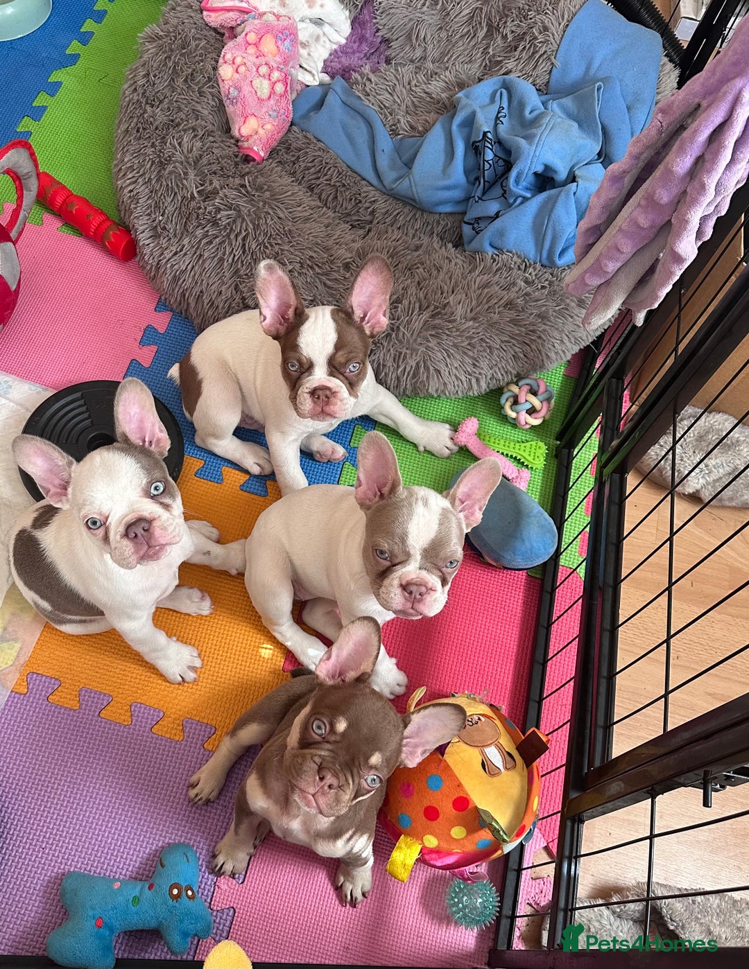 French Bulldog dogs for sale: 1 BOY LEFT KC  - Image 9