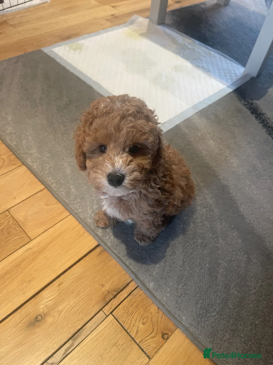 Toy Poodle dogs for sale: Toy Poodle  - Advert 2