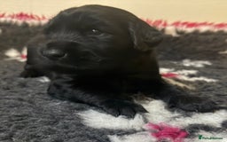 Goldador dogs for sale: 10x Family reared gorgeous Goldador Puppies - Image 10