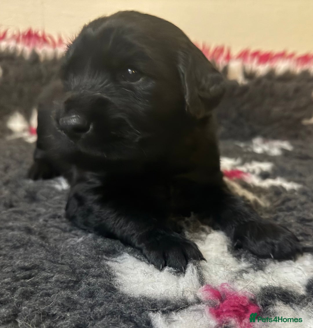 Goldador dogs for sale: 10x Family reared gorgeous Goldador Puppies - Image 10