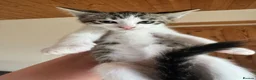 Mixed Breed cats for sale: LAST 3 FLUFFY BRIGHT EYES KITTENS!MUMS RAGDOLL - Advert 3
