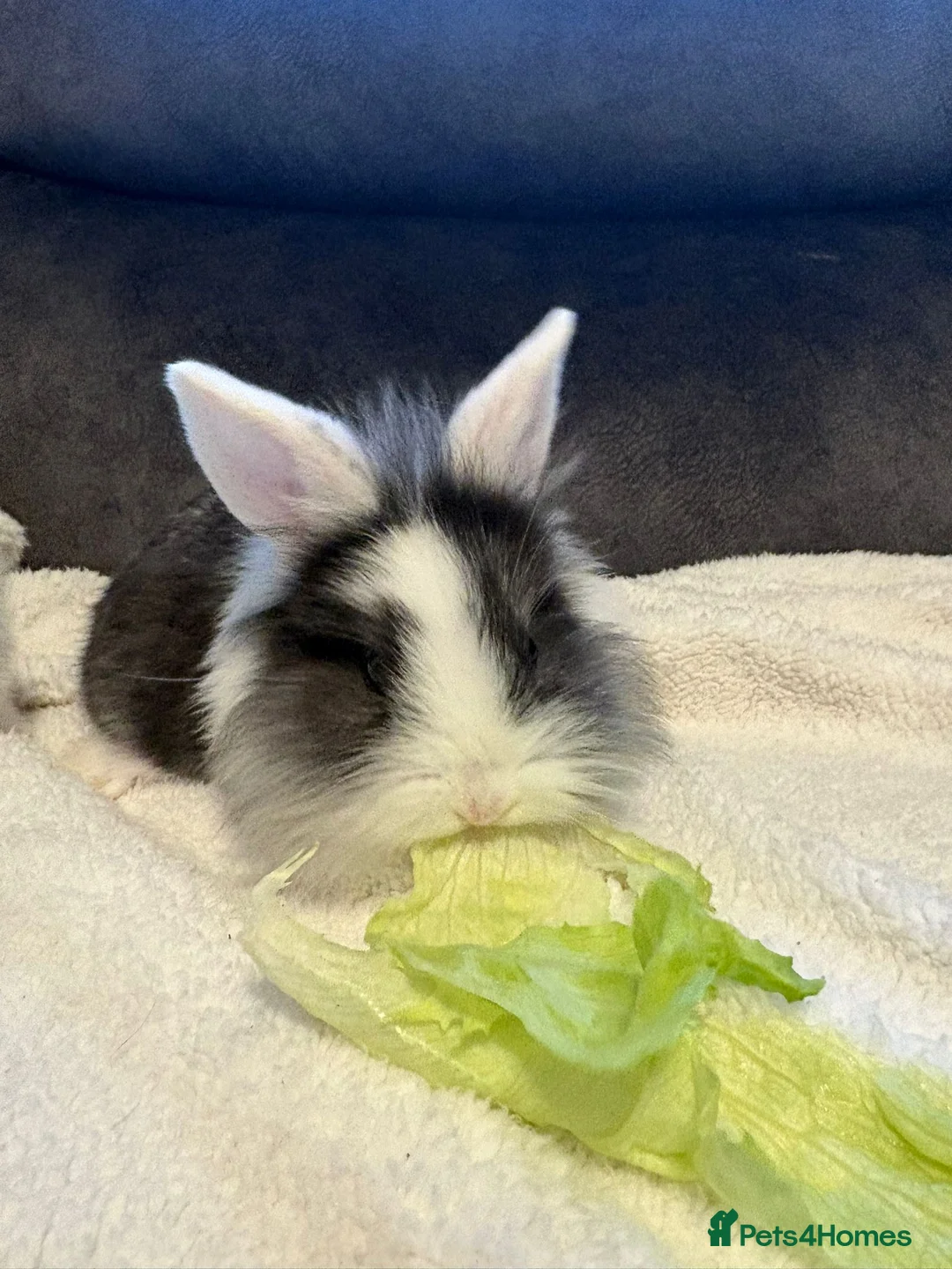 Mixed Breed rabbits for sale: Lionhead x Rex bunnies available  - Advert 2