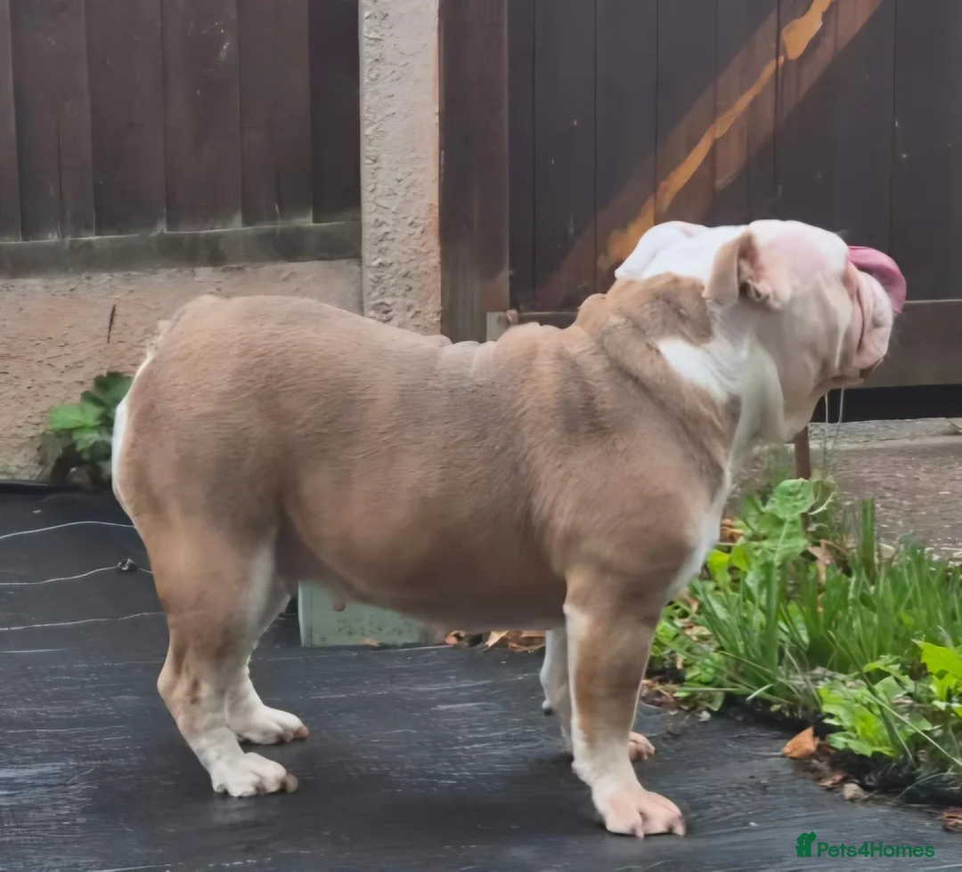 Olde English Bulldogge dogs for sale: 5 year old female  - Advert 9
