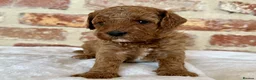 Toy Poodle dogs for stud: Health tested toy poodle for stud only  in Wisbech - Advert 13
