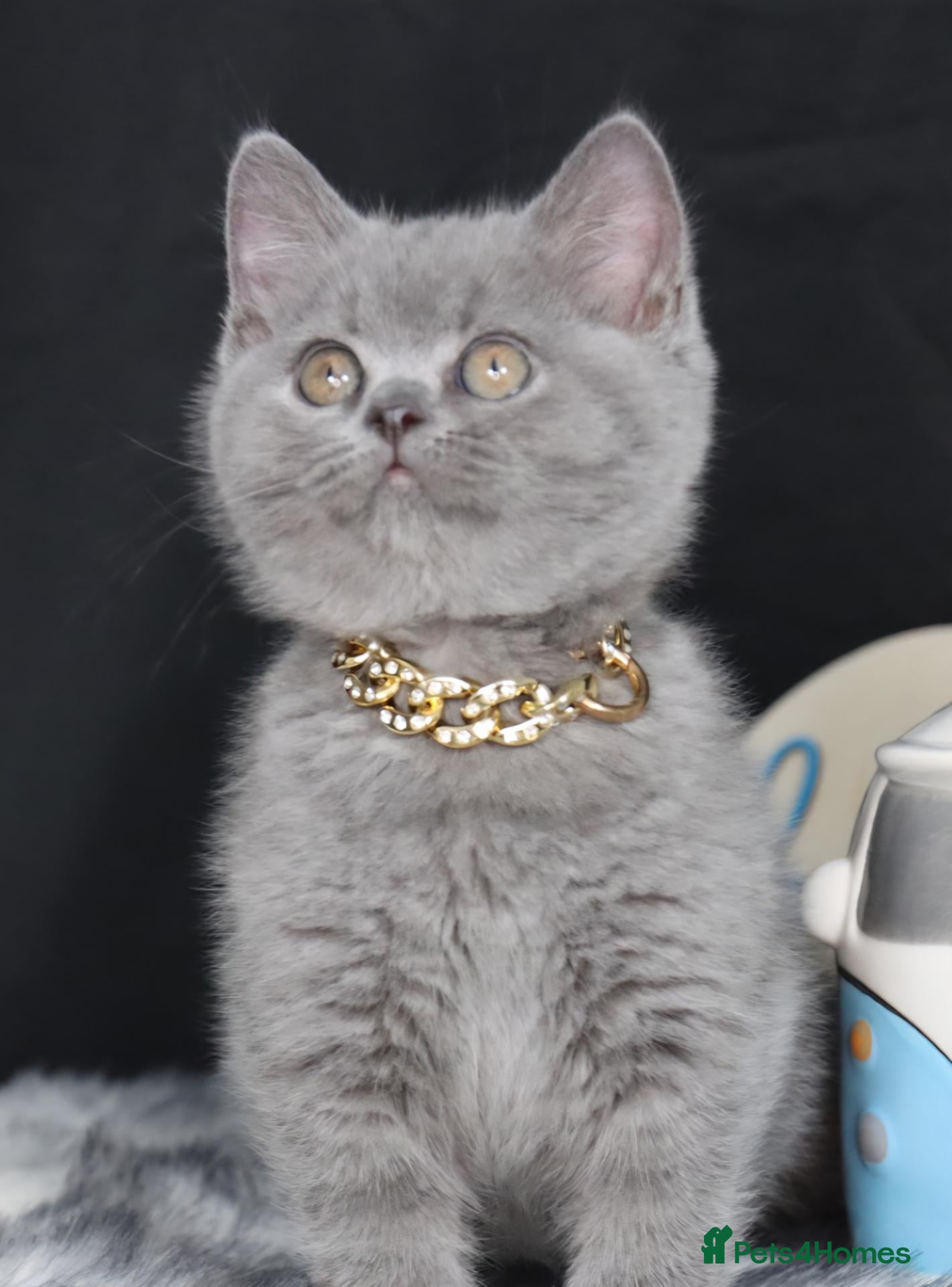 British Shorthair cats for sale: Tica registered British Shorthaired kittens - Advert 2