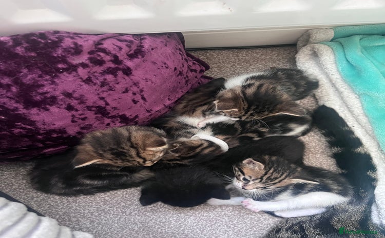 Mixed Breed cats - Advert 10
