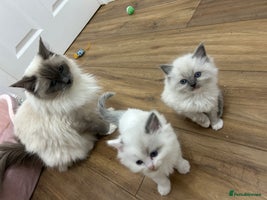 Ragdoll cats - Advert 3