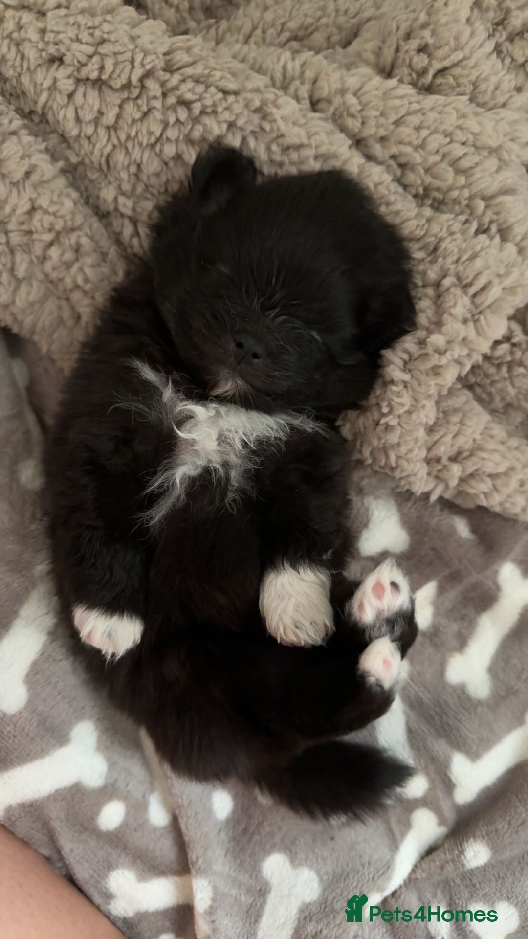 Pomeranian dogs for sale: Pomeranian pups🩵🩷 - Image 7