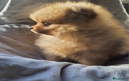 Pomeranian dogs for sale: Outstanding Tiny Pomeranian Puppies - Image 9