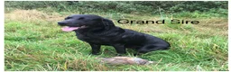 Labrador Retriever dogs for sale: Superb KC pups, health tested parents&many FTCH/Ws - Advert 17