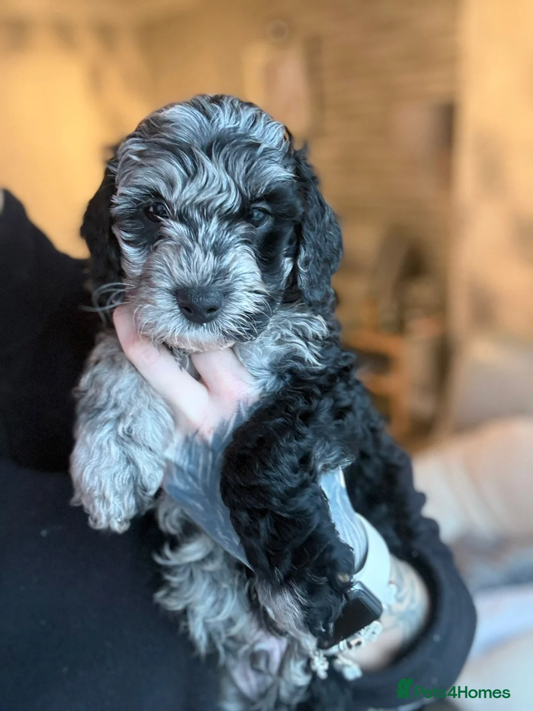 Cockapoo dogs for sale: Ready to go Stunning F1b Merle cockapoos  - Advert 3