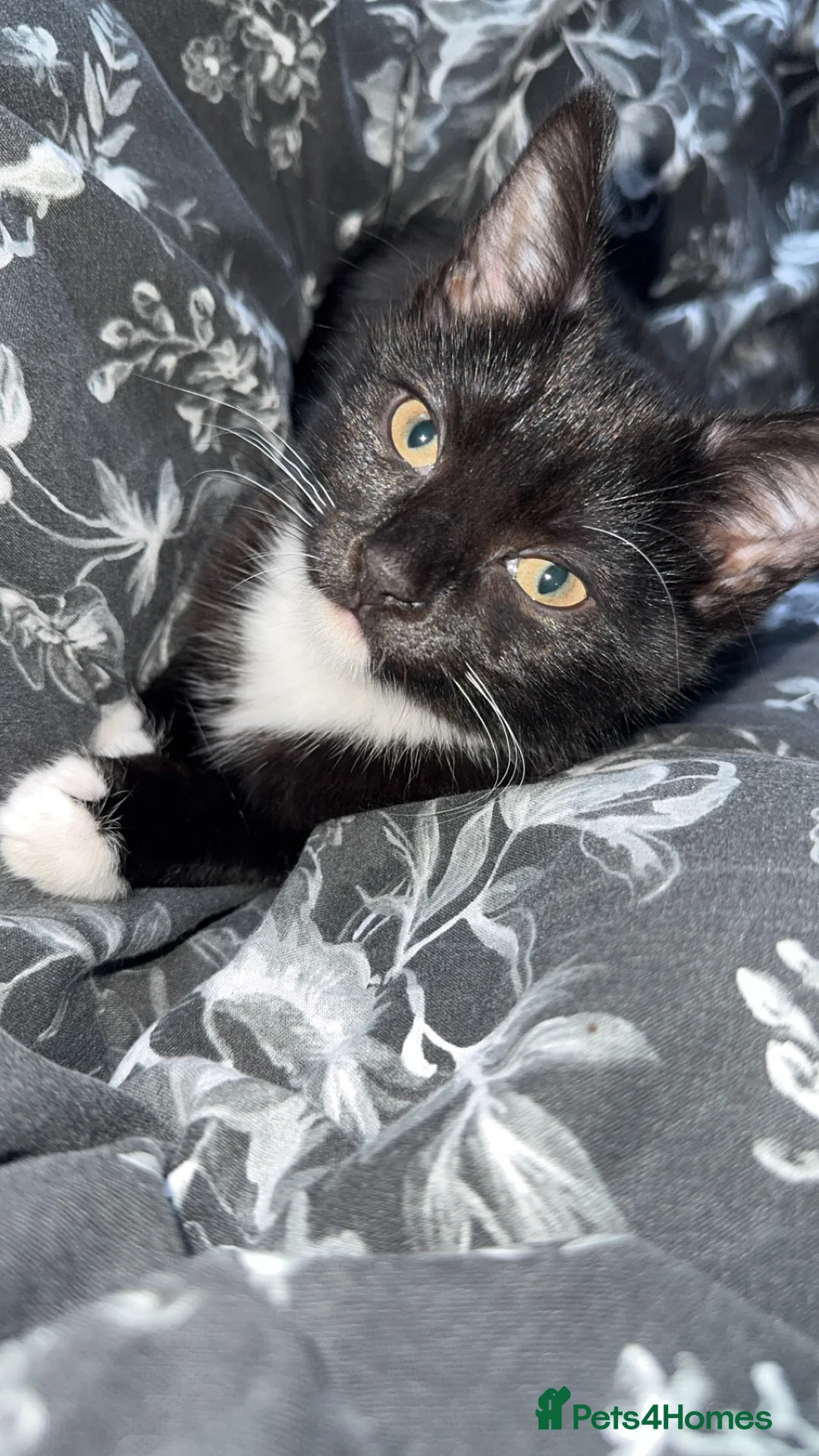 Mixed Breed cats for sale: Kitten  - Advert 4