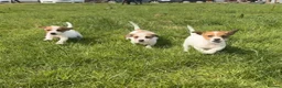 Jack Russell dogs for sale: 3 Jack Russel pups in Coventry - Advert 1