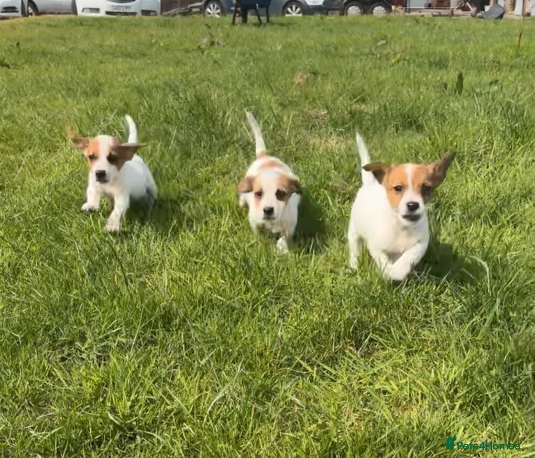 Jack Russell dogs for sale: 3 Jack Russel pups in Coventry - Advert 1