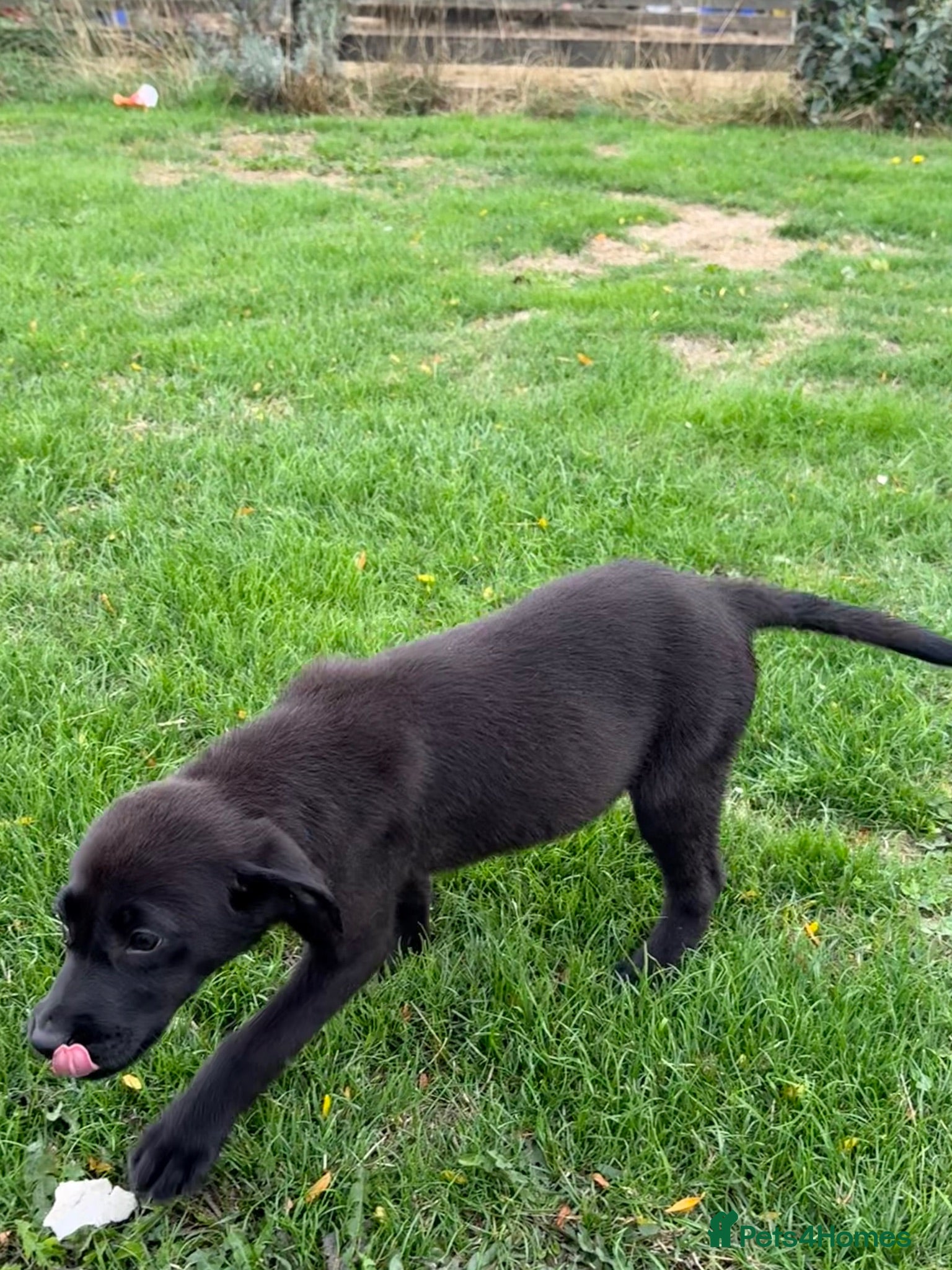 Labrador Retriever dogs 🖤🧡1 Black girl available to view.  - Advert 2