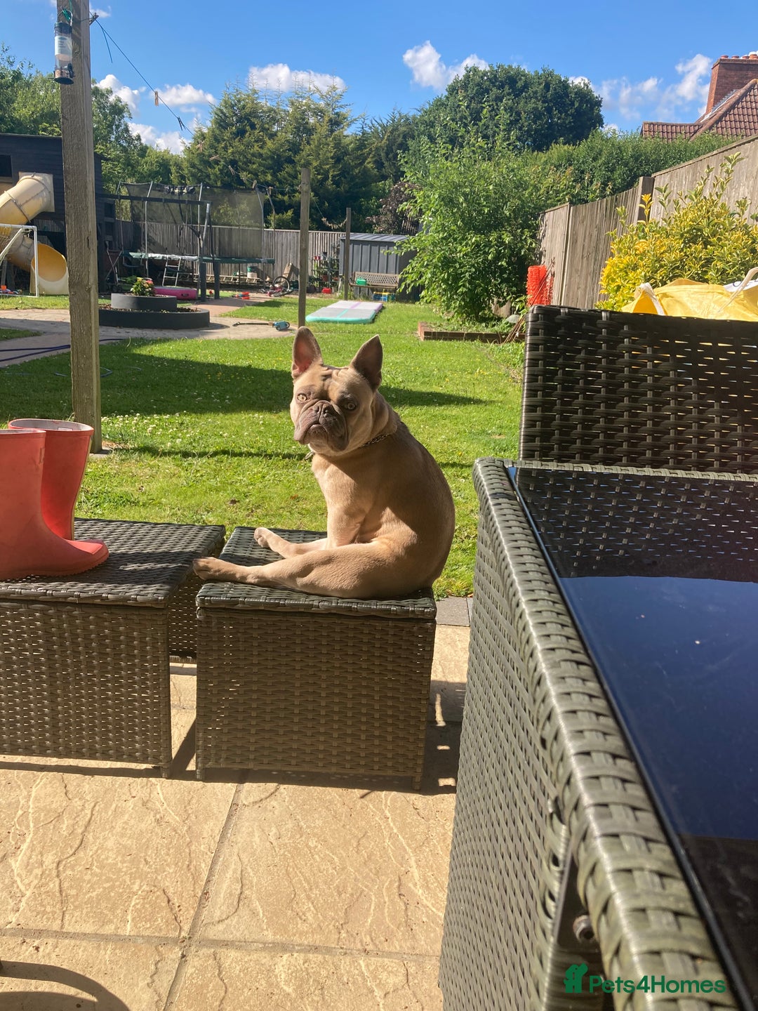 French Bulldog dogs for sale: French bulldog boy 3 years old - Advert 1