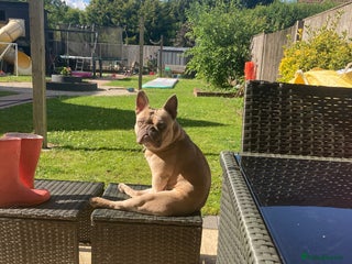 French Bulldog dogs French bulldog boy 3 years old - Advert 1