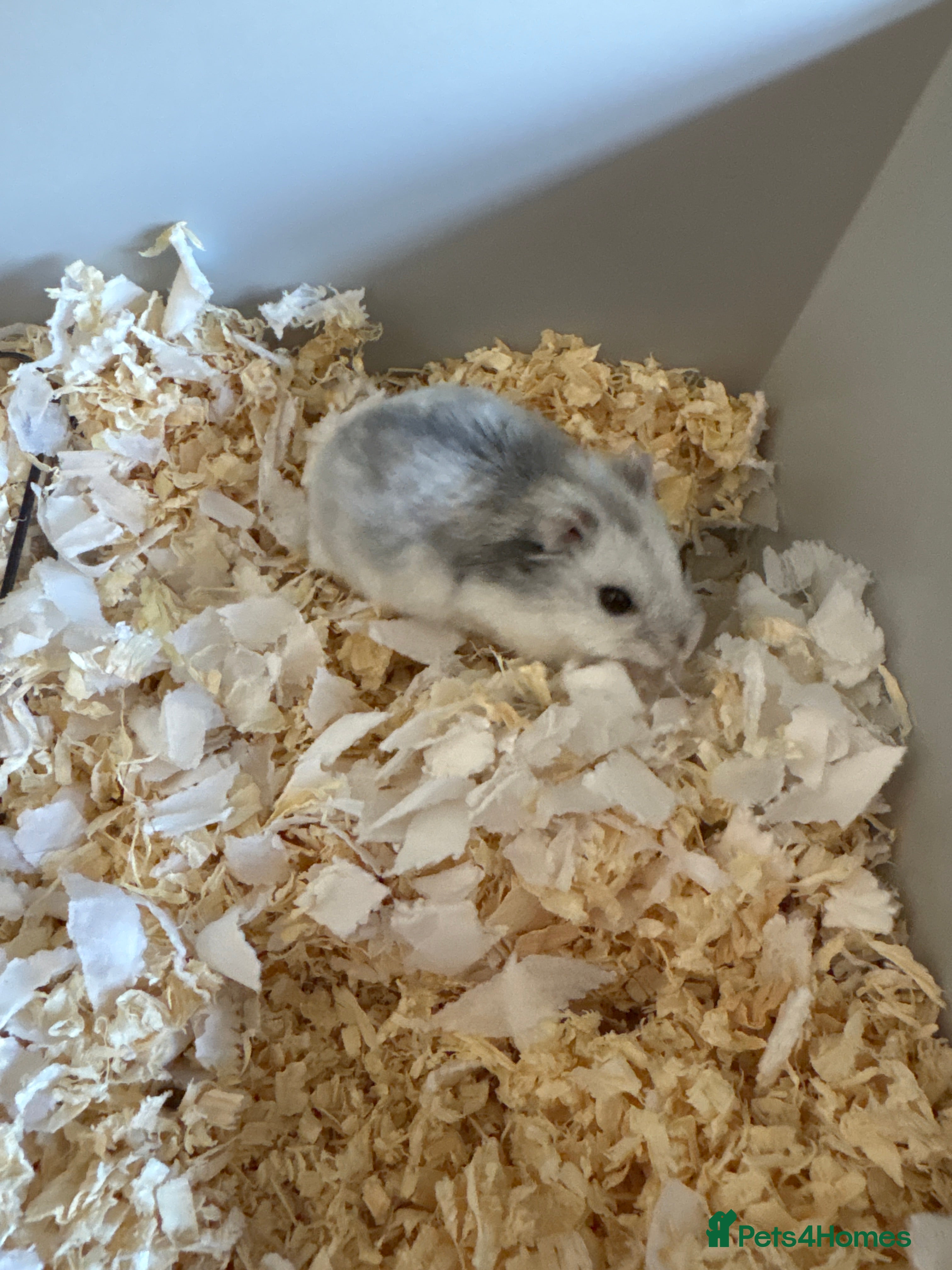 Hamster rodents Dwarf hamster  in Ruthin - Advert 1