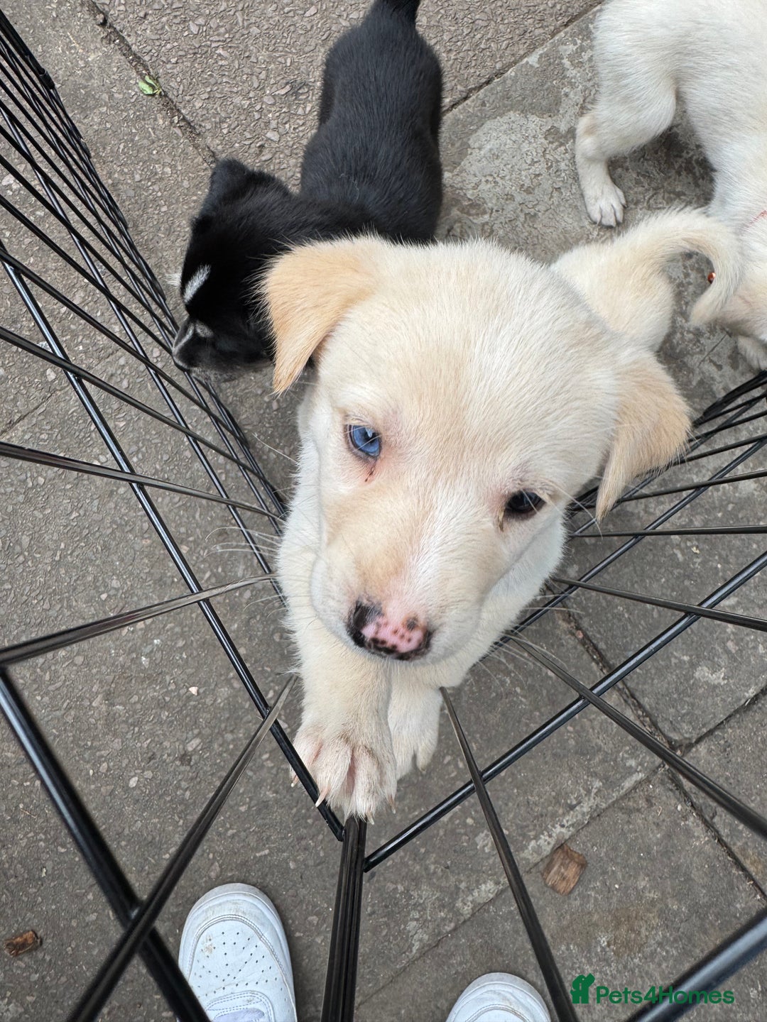 Mixed Breed dogs for sale: Beautiful Puppies looking for their forever home♥️ - Image 27
