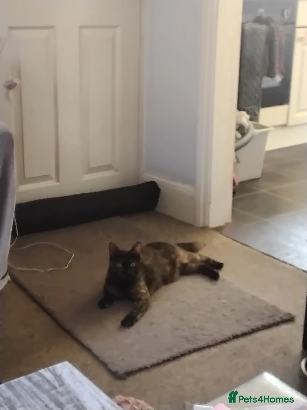 Mixed Breed cats for sale: Beautiful ginger fur baby - Advert 1