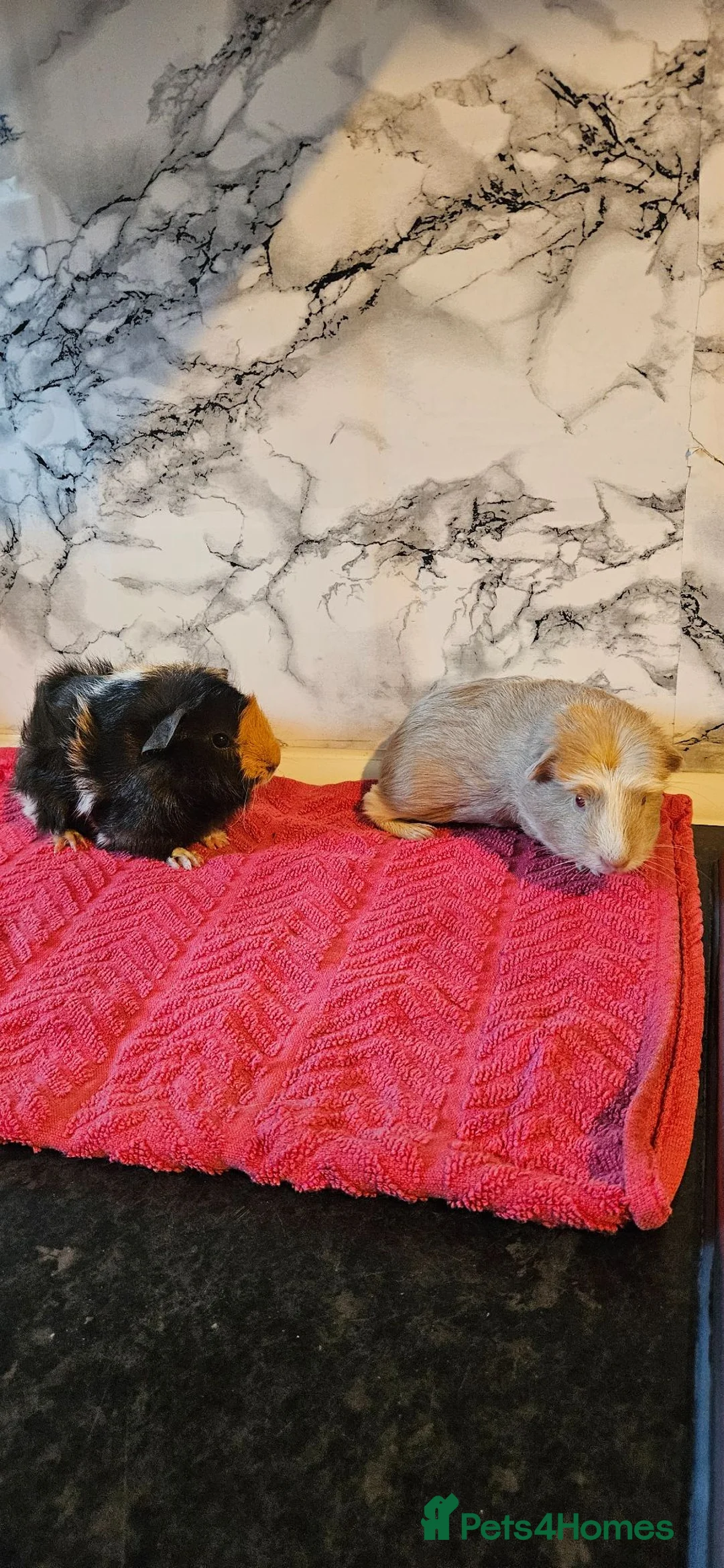 Guinea Pig rodents for sale: 2. Brothers  - Advert 2