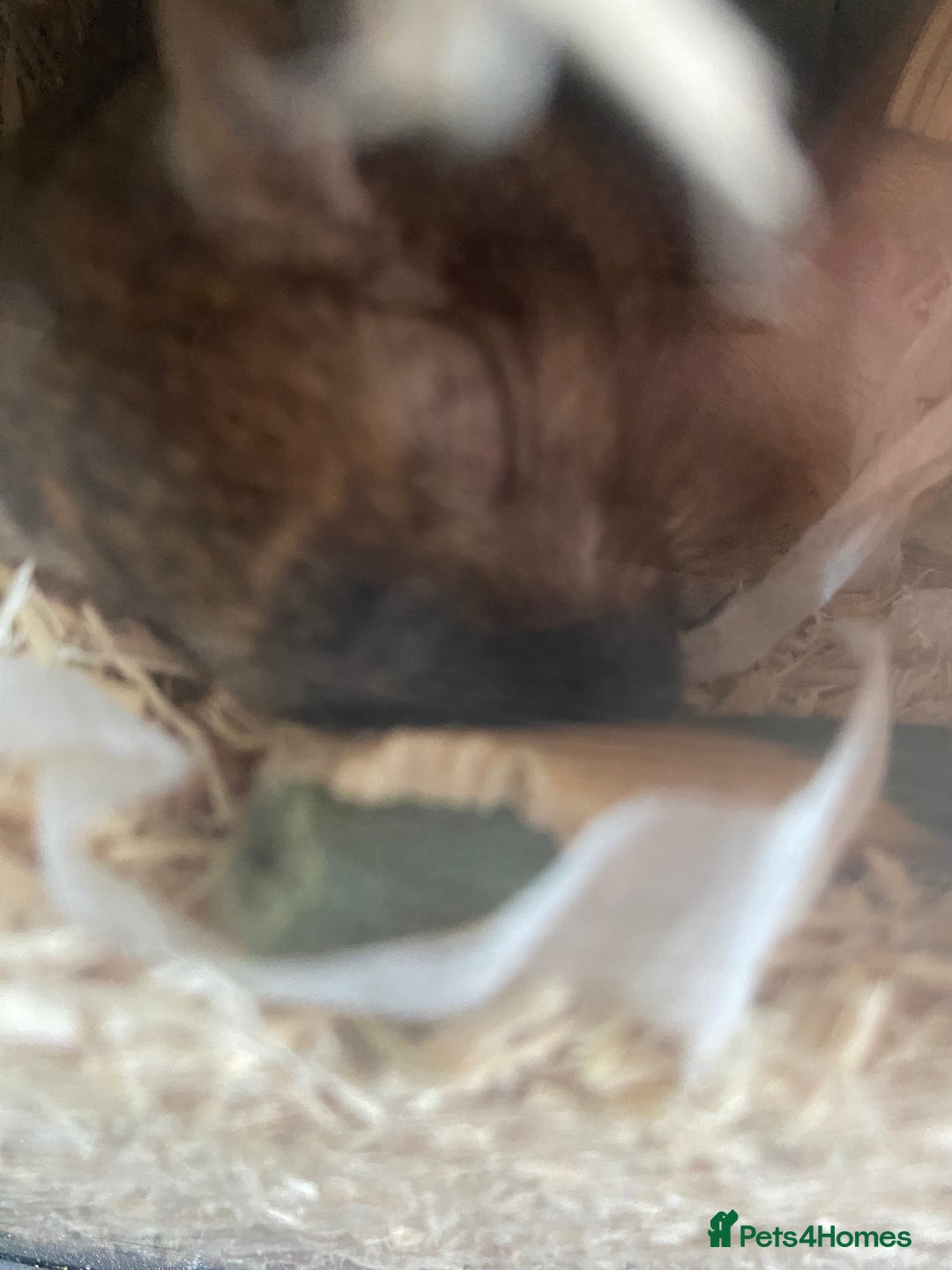 Gerbil rodents for sale: 2 male gerbils for sale (Milo&mickey) - Advert 8