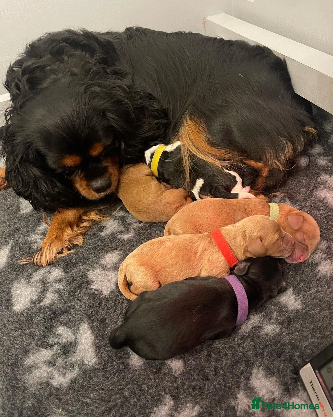 Toy Poodle dogs for stud: Teddy - Choc Phantom Covered in Cream Carrys Parti in Eastleigh - Advert 12