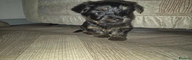 Yorkshire Terrier 1