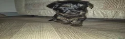 Yorkshire Terrier dogs for sale: Beautiful Yorkshire Terrier Puppys  - Advert 4