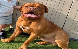 Dogue De Bordeaux dogs for stud: Proven KC Reg Dogue De Bordeaux in Newcastle upon Tyne - Image 3