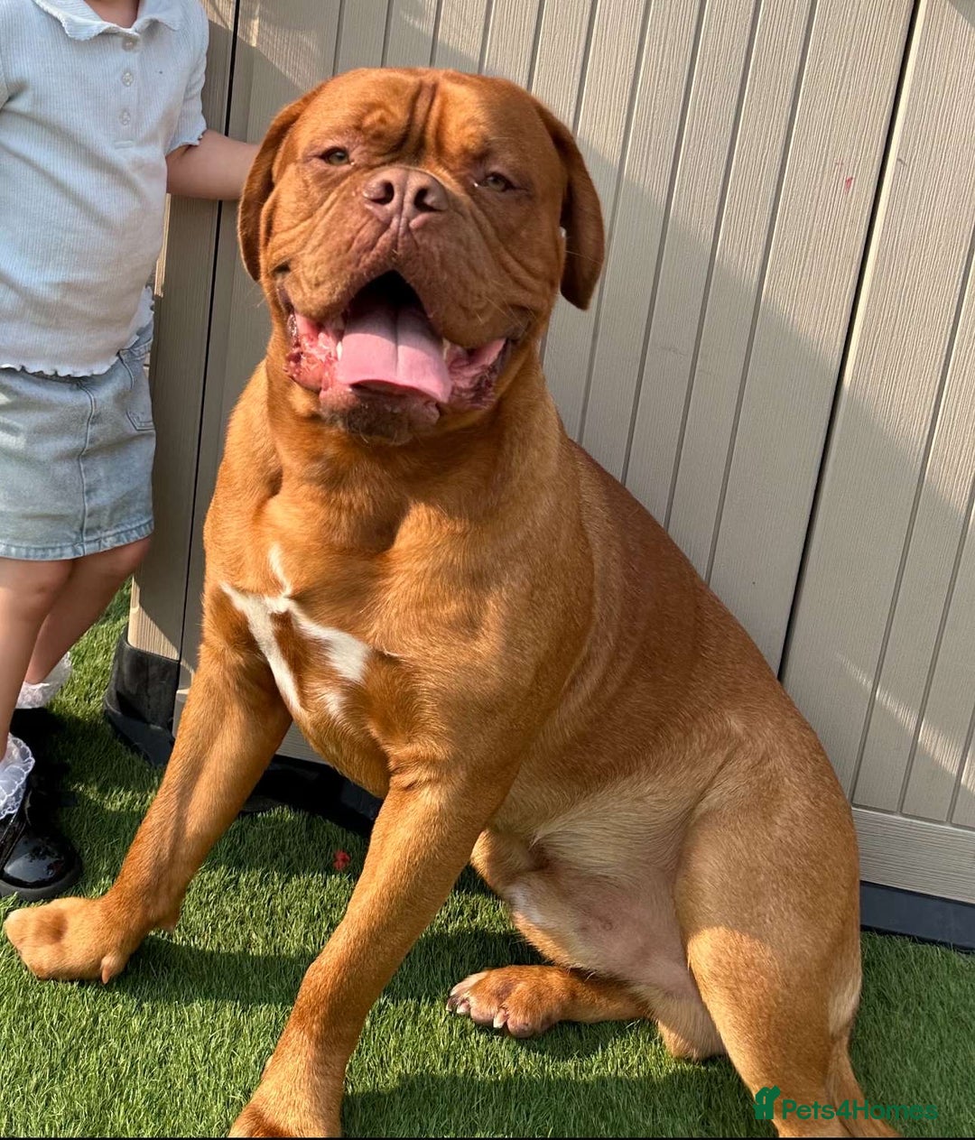 Dogue De Bordeaux dogs for stud: Proven KC Reg Dogue De Bordeaux in Newcastle upon Tyne - Image 3