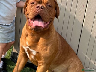 Dogue De Bordeaux dogs in Newcastle upon Tyne - Advert 1