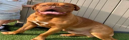 Dogue De Bordeaux dogs for stud: Proven KC Reg Dogue De Bordeaux in Newcastle upon Tyne - Advert 2