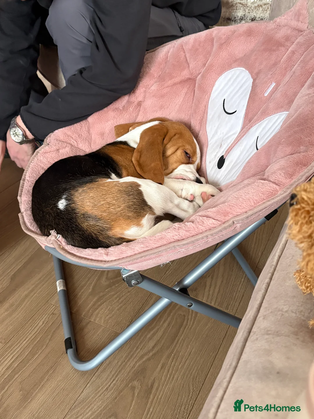 Beagle dogs for sale: Beagle for sale  in Skelmersdale - Advert 2