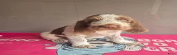 Italian Spinone dogs for sale: Brown Roan female Italian Spinone   - Advert 3