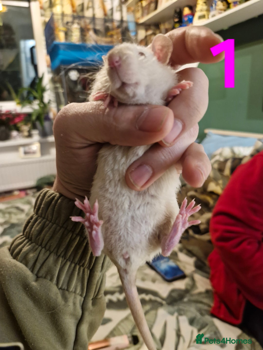 Rat rodents for sale: 9 beautiful girls - Image 3