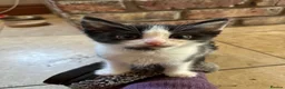 Mixed Breed cats for sale: Litter of 6 beautiful kittens in Leyland - Advert 3