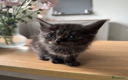 Maine Coon cats for sale: Maine Coon X Ragdoll Kittens 🐱 - Image 6