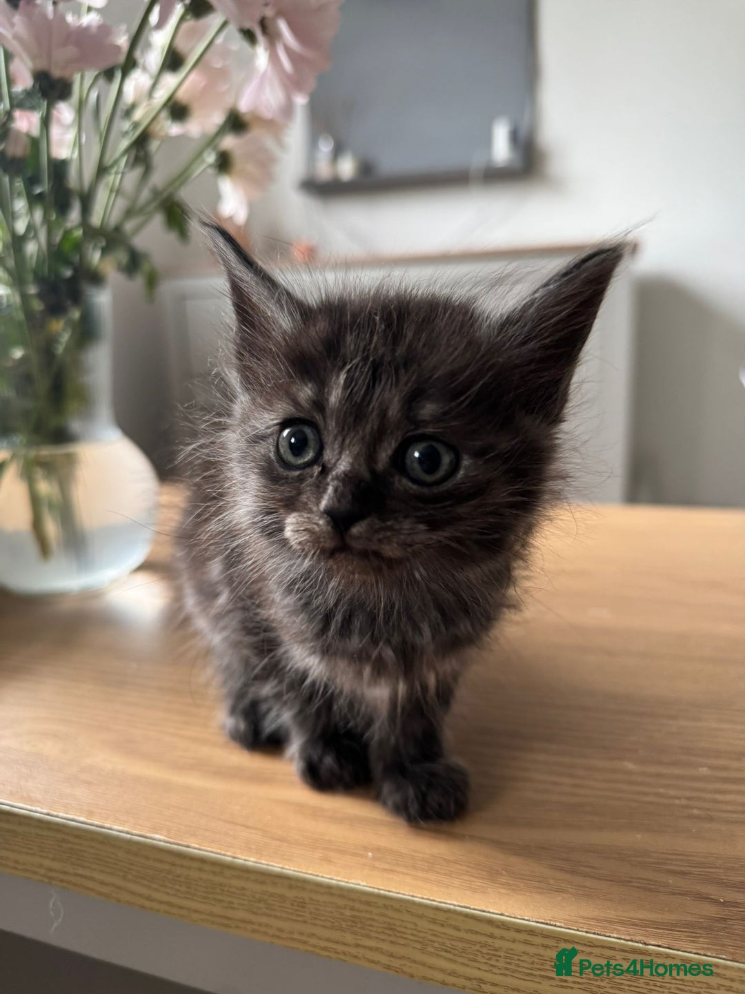 Maine Coon cats for sale: Maine Coon X Ragdoll Kittens 🐱 - Image 6